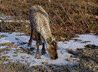 image016
