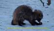 DSC042561.jpg
