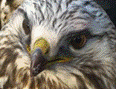 1354922089_kadr-porva-ptichki.wmv-1.png